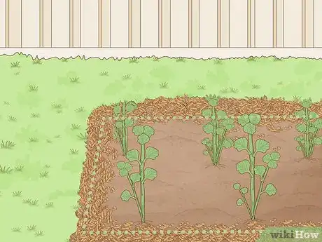 Image titled Grow Horehound Step 11