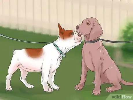 Image titled Have a Happy Weimaraner Step 5