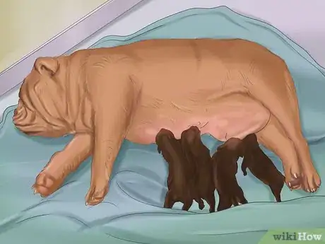 Image titled Make Sure That Your Dog Is Ok After Giving Birth Step 3