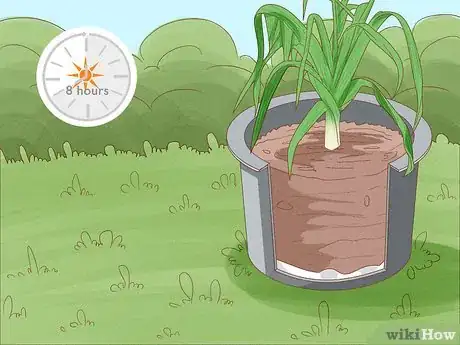Image titled Grow Leeks from Leeks Step 11