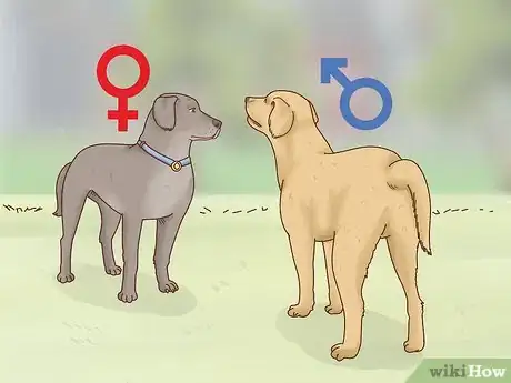 Image titled Know When to Breed Your Dog Step 7