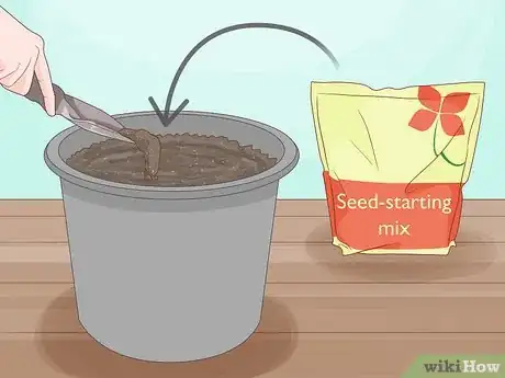 Image titled Grow Pawpaws Step 4