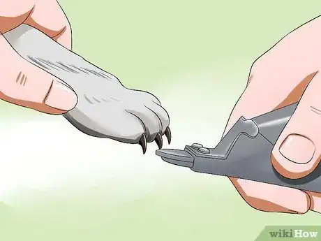 Image titled Care for American Shorthair Cats Step 12