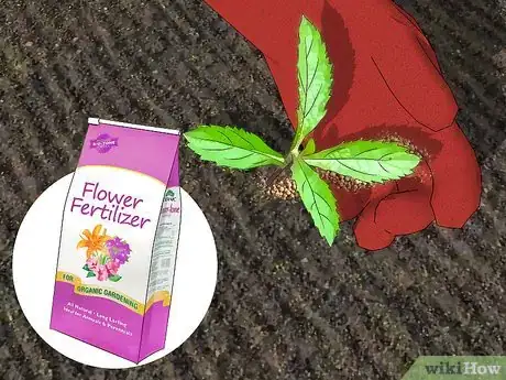 Image titled Grow Verbena Step 6