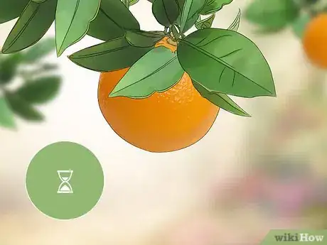 Image titled Harvest Oranges Step 6