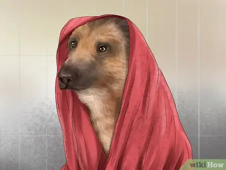 Image titled Care for Your Dog on the Beach Step 18