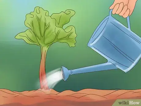 Image titled Divide Rhubarb Plants Step 15