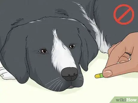 Image titled Treat Lameness in Dogs Step 6