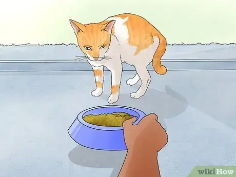 Image titled Identify and Help Feral and Stray Cats Step 6