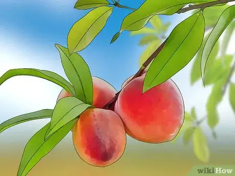 Image titled Pick Peaches Step 2