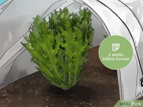 Image titled Grow Endive Step 14