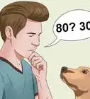 Calculate Dog Years