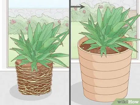 Image titled Grow Agave Plants Step 14