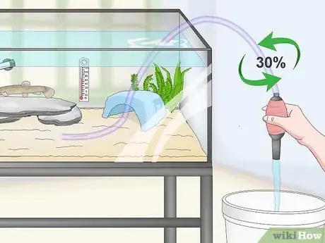 Image titled Keep Japanese Weather Loaches Step 14