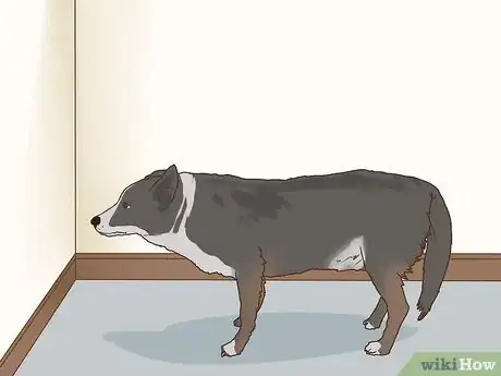 Image titled Manage Cognitive Dysfunction in Senior Dogs Step 14