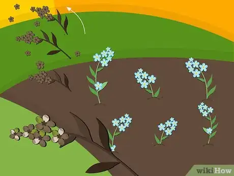 Image titled Plant Forget Me Not Seeds Step 15