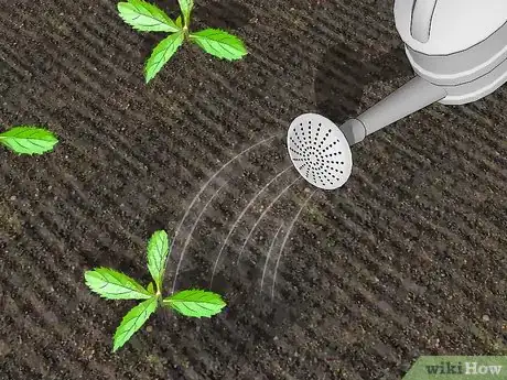 Image titled Grow Verbena Step 7