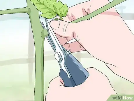 Image titled Prune Patio Tomatoes Step 6