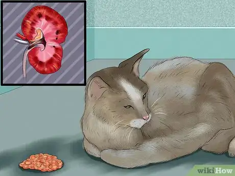 Image titled Detect Common Signs of Illness in Cats Step 6