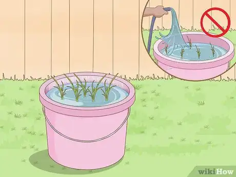 Image titled Plant Rice Indoors Step 11