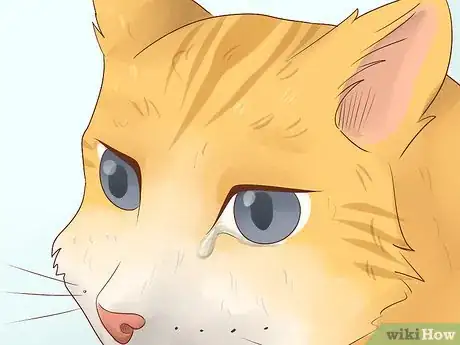 Image titled Diagnose and Treat Chlamydiosis in Cats Step 1