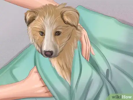 Image titled Make Sure That Your Dog Is Ok After Giving Birth Step 1