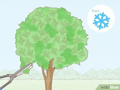 Image titled Grow Osage Oranges Step 16