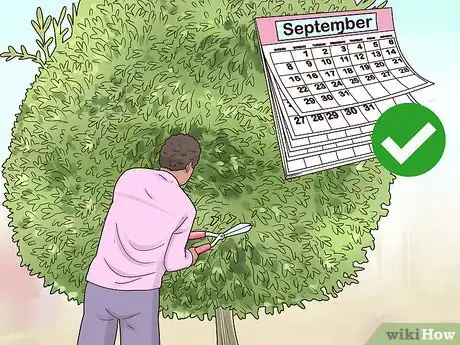 Image titled Prune a Dappled Willow Step 3