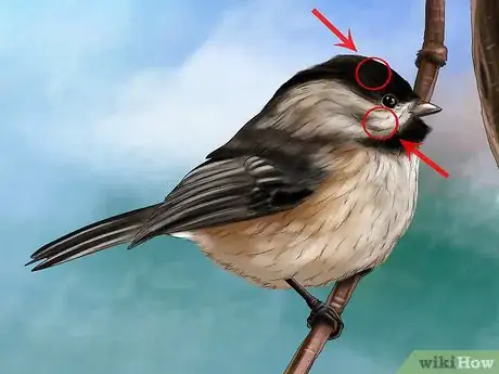 Image titled Recognize the Chickadee Step 2