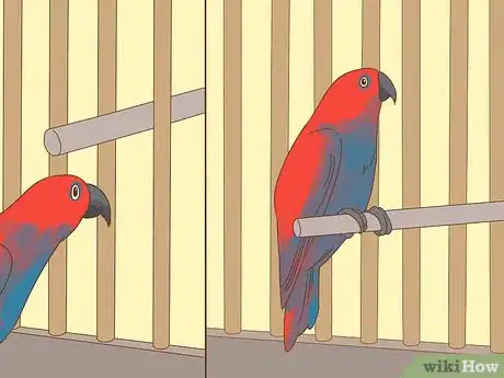 Image titled Play with a Large Parrot Step 13
