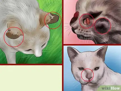 Image titled Protect an Outdoor Cat from Excess Sunlight Step 3