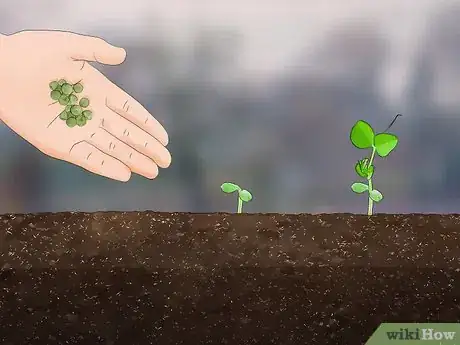 Image titled Buy Garden Seed Step 10