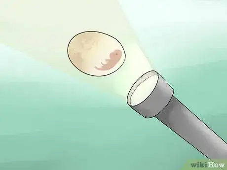 Image titled Take Care of Lizard Eggs Step 15