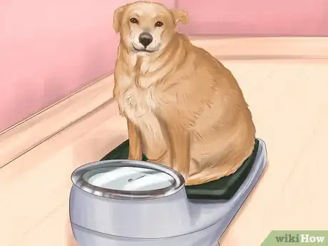 Image titled Keep Your Dog or Cat at Its Correct Weight Step 1