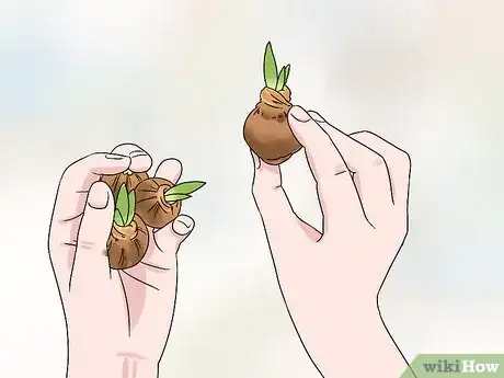 Image titled Make a Bulb Garden Step 13