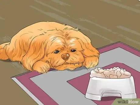 Image titled Diangose Juvenile Renal Dysplasia in Shih Tzus Step 3