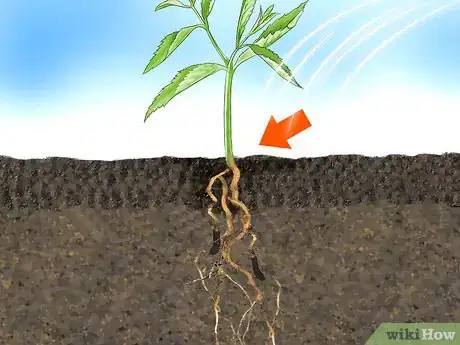 Image titled Grow Verbena Step 8