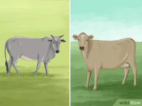 Image titled Identify Guernsey Cattle Step 7