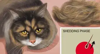 Know if Your Cat Is Shedding More than Normal