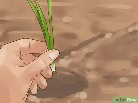 Image titled Grow Chives Step 12