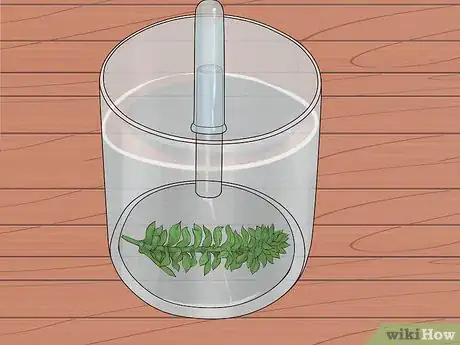 Image titled Show Oxygen Is a By Product of Photosynthesis Step 6