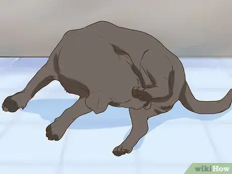 Image titled Get a Complete Geriatric Work Up for Your Dog Step 6