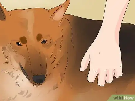 Image titled Care for Your Gun Dog Step 14