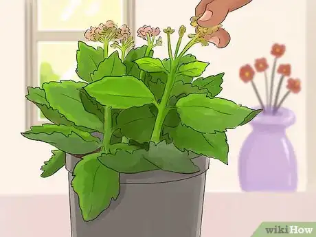 Image titled Prune Kalanchoe Step 1