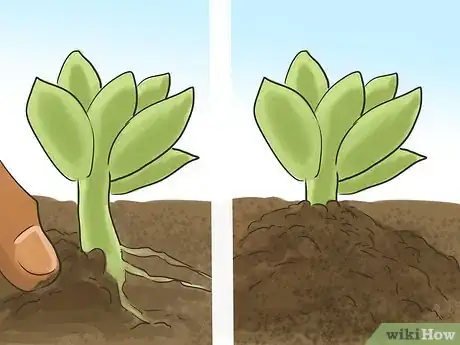 Image titled Propagate Succulents (Without Rooting Hormone) Step 15