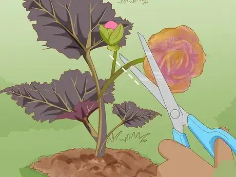 Image titled Make Begonias Bloom Step 5