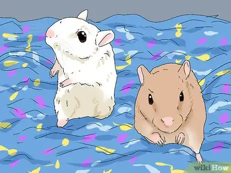 Image titled Buy a Gerbil Step 7