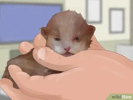 Image titled Socialize Your Kitten Step 1