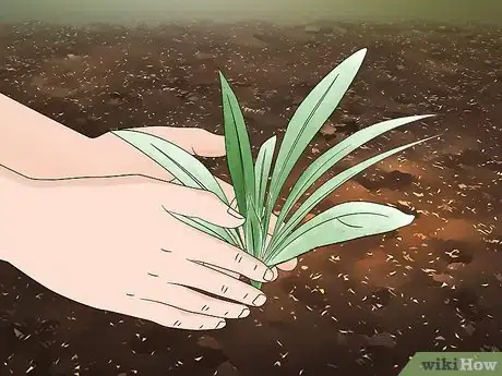 Image titled Grow Echium Step 13