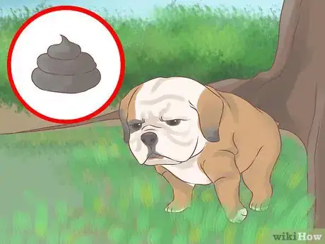 Image titled Choose a Training Program for Your Dog Step 9